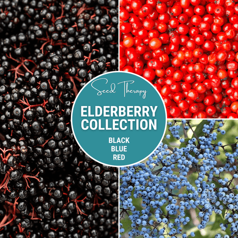 Elderberry Seed Collection package, American Black, Red, and Blue varieties, GrowTime Garden Supply