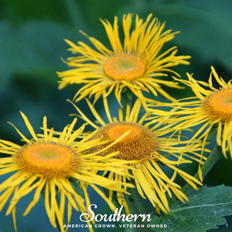 Elecampane seeds package, 25 count, GrowTime Garden Supply