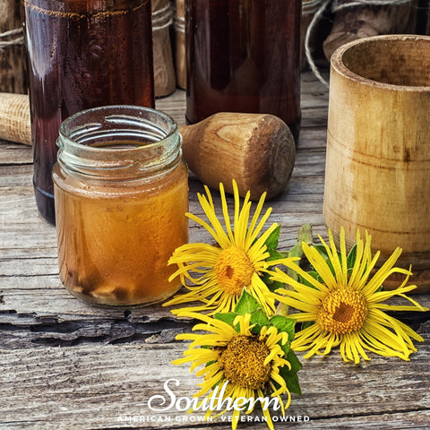 Elecampane – 25 Seeds, additional product view 2