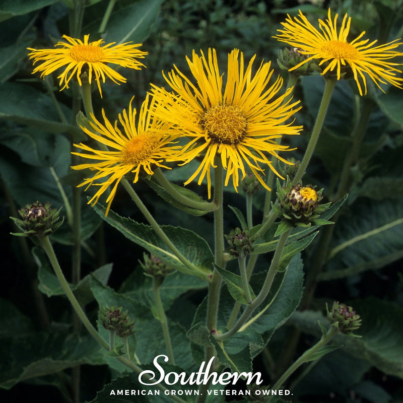 Load image into Gallery viewer, Elecampane – 25 Seeds
