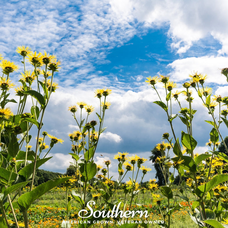 Load image into Gallery viewer, Elecampane – 25 Seeds
