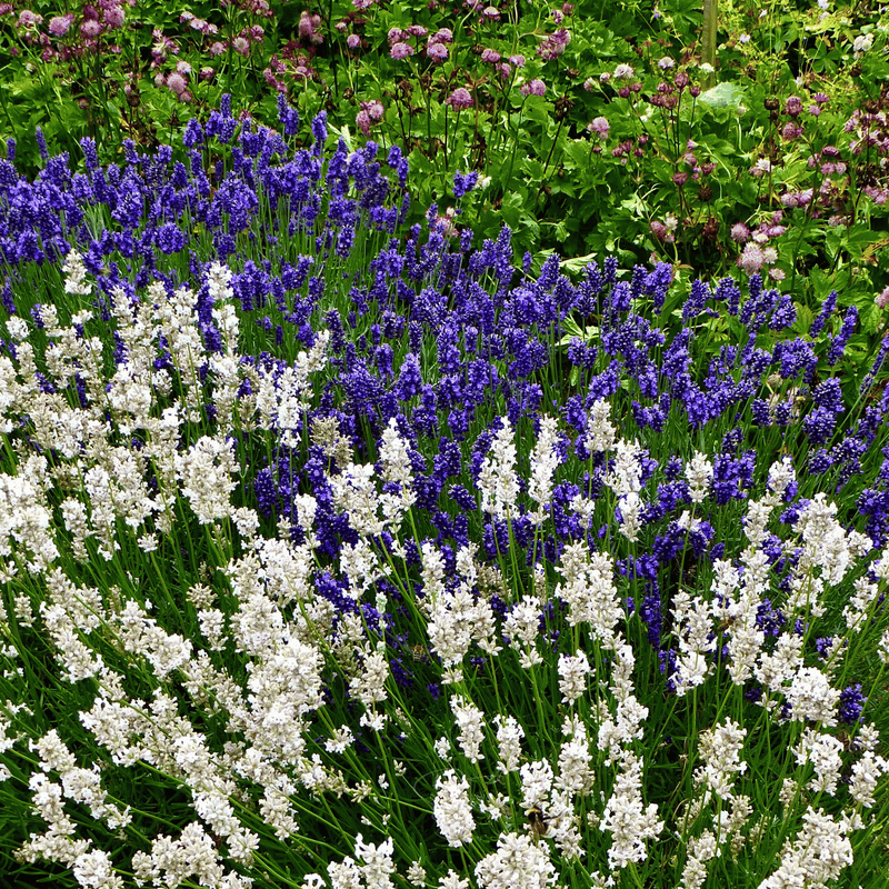 Load image into Gallery viewer, Ellagance Snow Lavender – 20 Seeds

