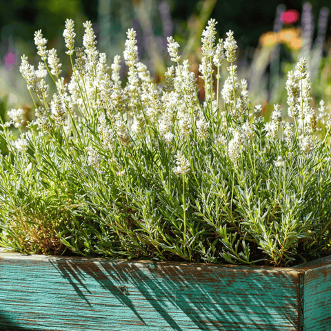 Ellagance Snow Lavender – 20 Seeds, additional product view 2