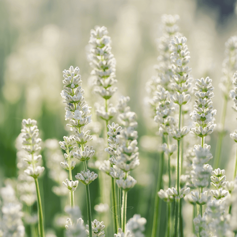Load image into Gallery viewer, Ellagance Snow Lavender – 20 Seeds
