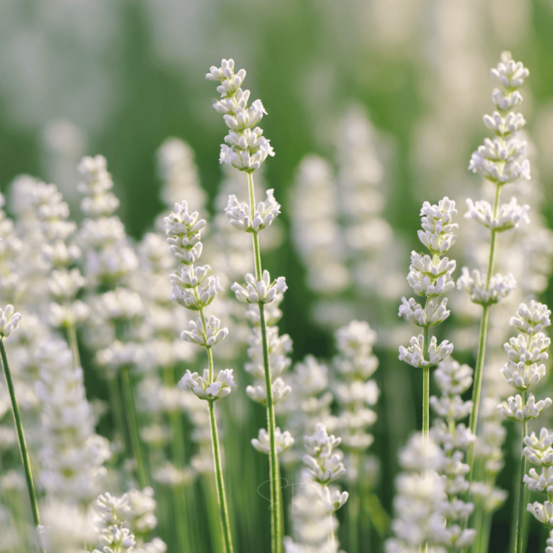 Load image into Gallery viewer, Ellagance Snow Lavender – 20 Seeds
