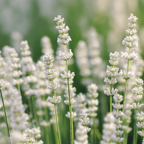 Ellagance Snow Lavender seeds package, 20 count, GrowTime Garden Supply