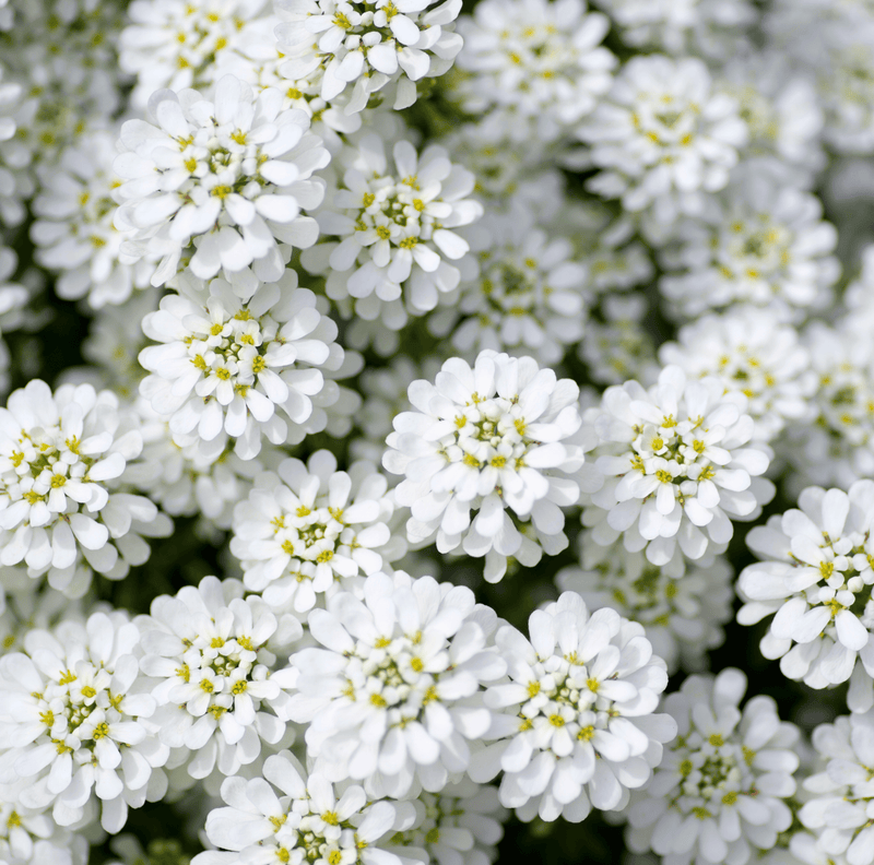 Load image into Gallery viewer, Empress Rocket Candytuft – 100 Seeds
