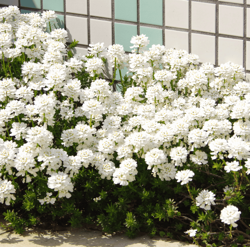 Load image into Gallery viewer, Empress Rocket Candytuft – 100 Seeds
