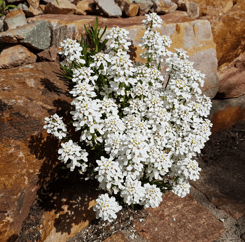 Empress Rocket Candytuft – 100 Seeds, additional product view 2