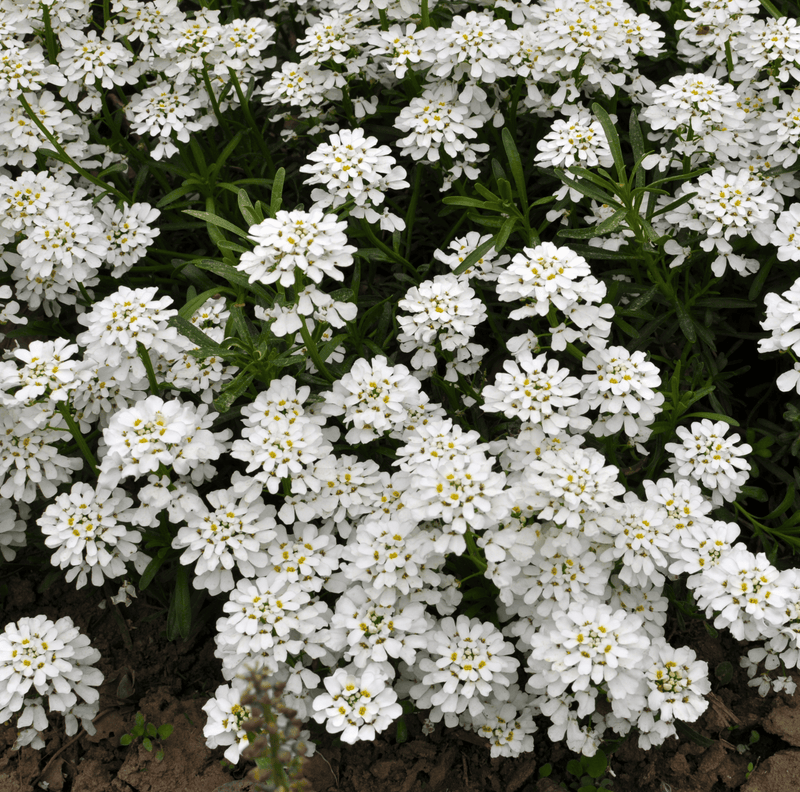 Load image into Gallery viewer, Empress Rocket Candytuft – 100 Seeds
