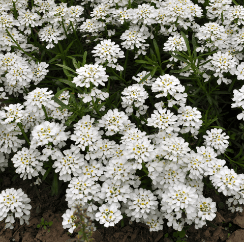 Empress Rocket Candytuft 100 Seeds