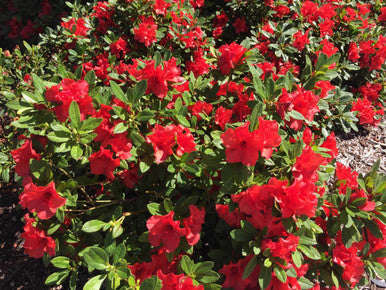 Autumn Embers Encore azalea