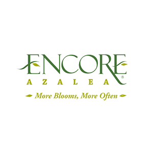 Autumn Lily® Encore Azalea, additional product view 2