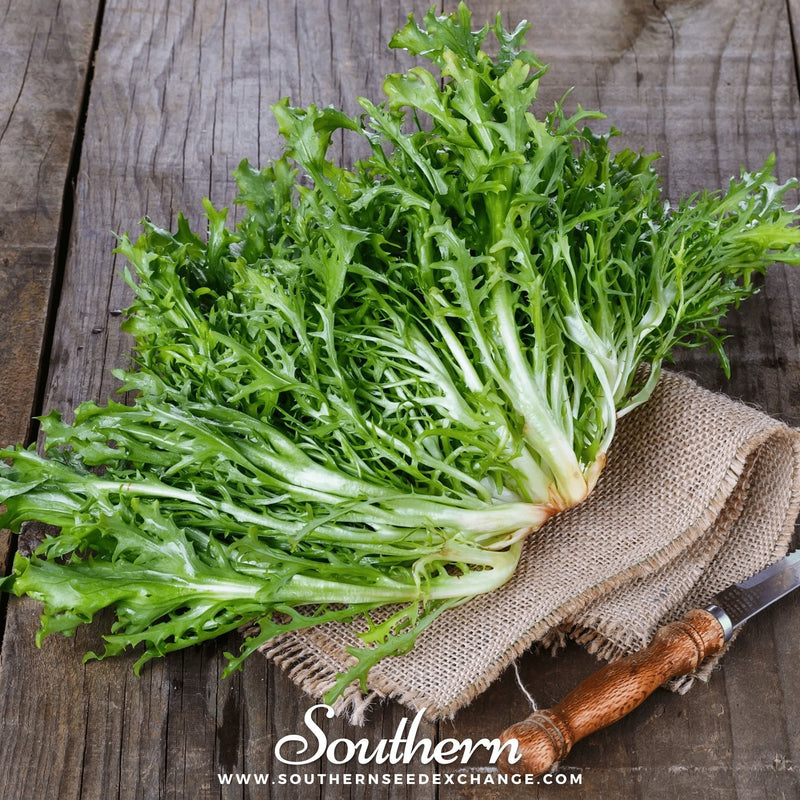 Load image into Gallery viewer, Green Curled Ruffec Endive – 200 Seeds
