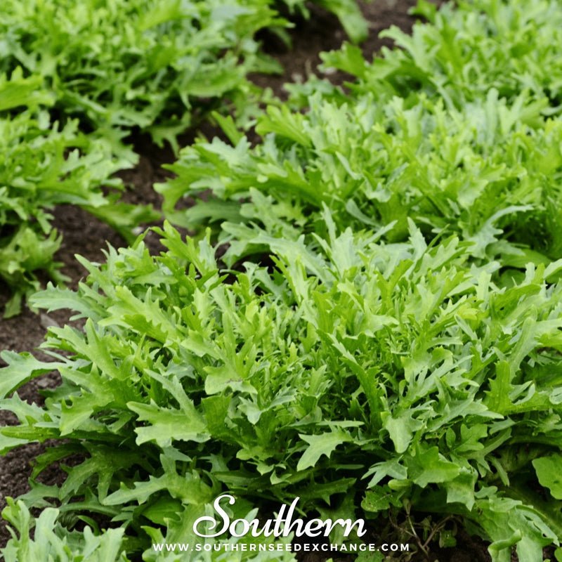 Load image into Gallery viewer, Green Curled Ruffec Endive – 200 Seeds
