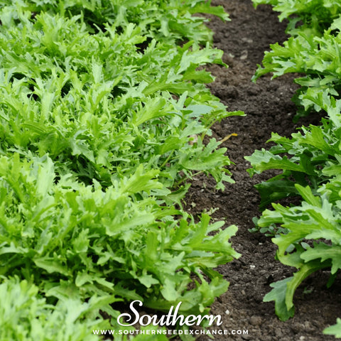 Green Curled Ruffec Endive – 200 Seeds, additional product view 2