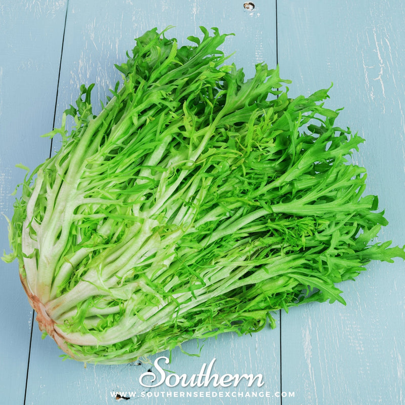 Load image into Gallery viewer, Green Curled Ruffec Endive – 200 Seeds
