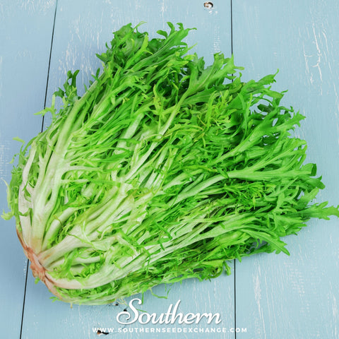 Green Curled Ruffec Endive seeds package, 200 count, GrowTime Garden Supply