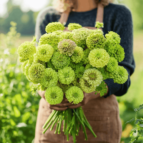 Envy Green Zinnia 25 Seeds