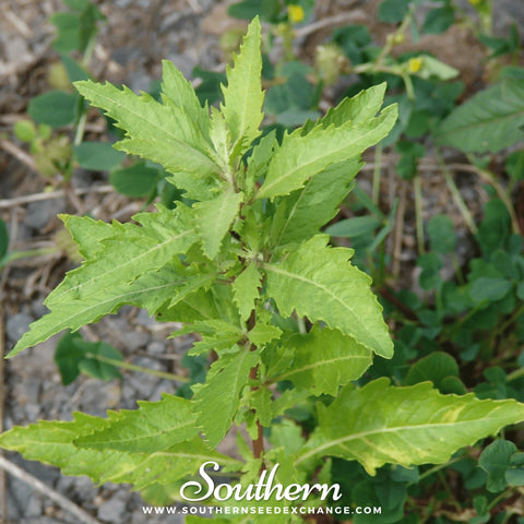 Epazote – 25 Seeds, additional product view 2