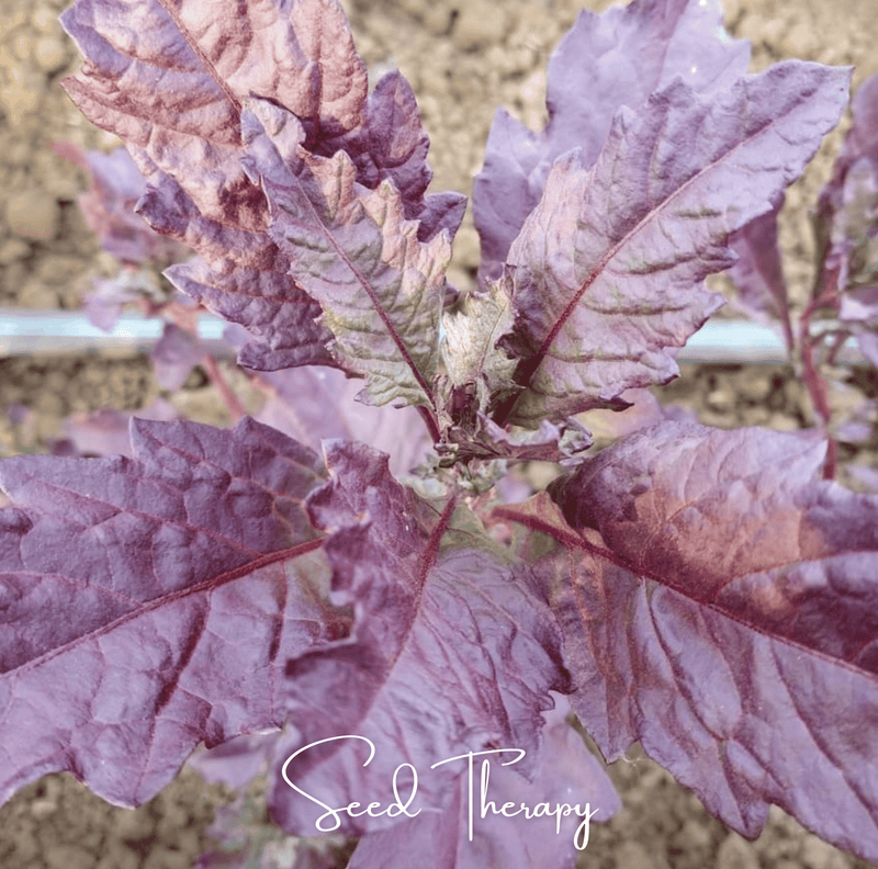 Load image into Gallery viewer, Red Oaxaca Epazote – 100 Seeds

