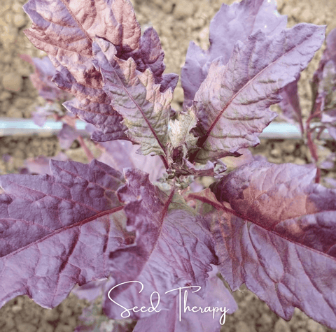 Red Oaxaca Epazote 100 Seeds