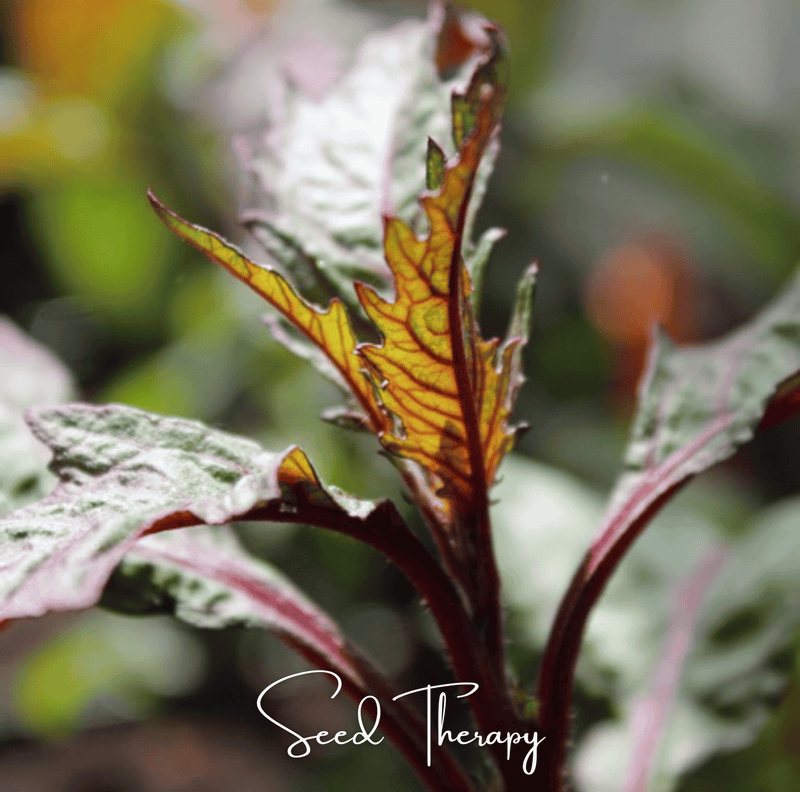 Load image into Gallery viewer, Red Oaxaca Epazote – 100 Seeds
