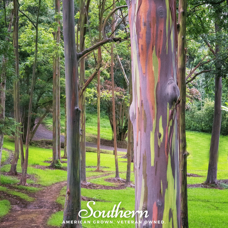 Load image into Gallery viewer, Rainbow Gum Tree Eucalyptus – 100 Seeds
