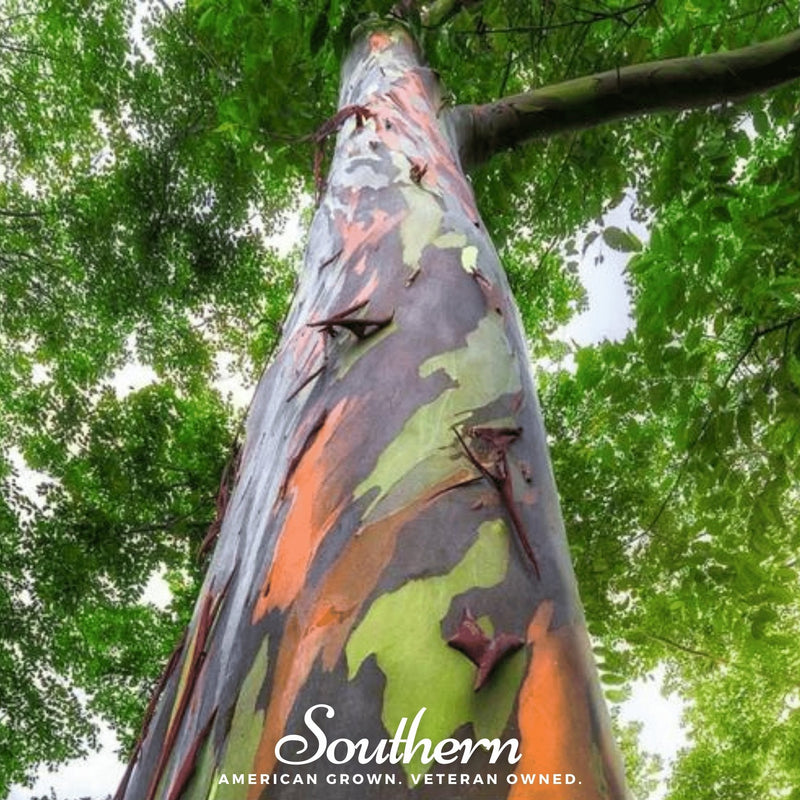 Load image into Gallery viewer, Rainbow Gum Tree Eucalyptus – 100 Seeds

