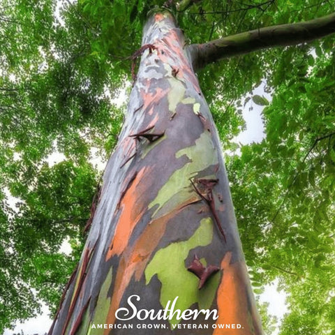 Rainbow Gum Tree Eucalyptus 100 Seeds