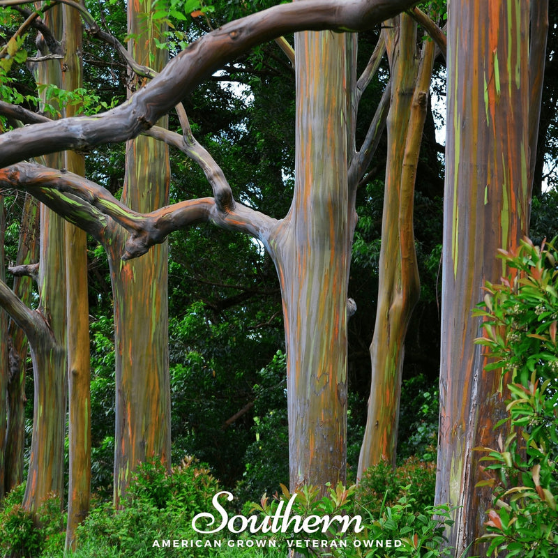 Load image into Gallery viewer, Rainbow Gum Tree Eucalyptus – 100 Seeds
