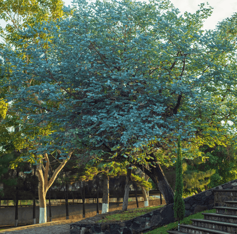 Silver Dollar Eucalyptus – 20 Seeds, additional product view 2