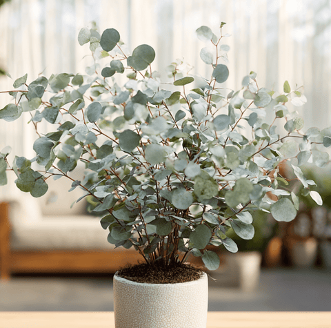 Silver Dollar Eucalyptus 20 Seeds
