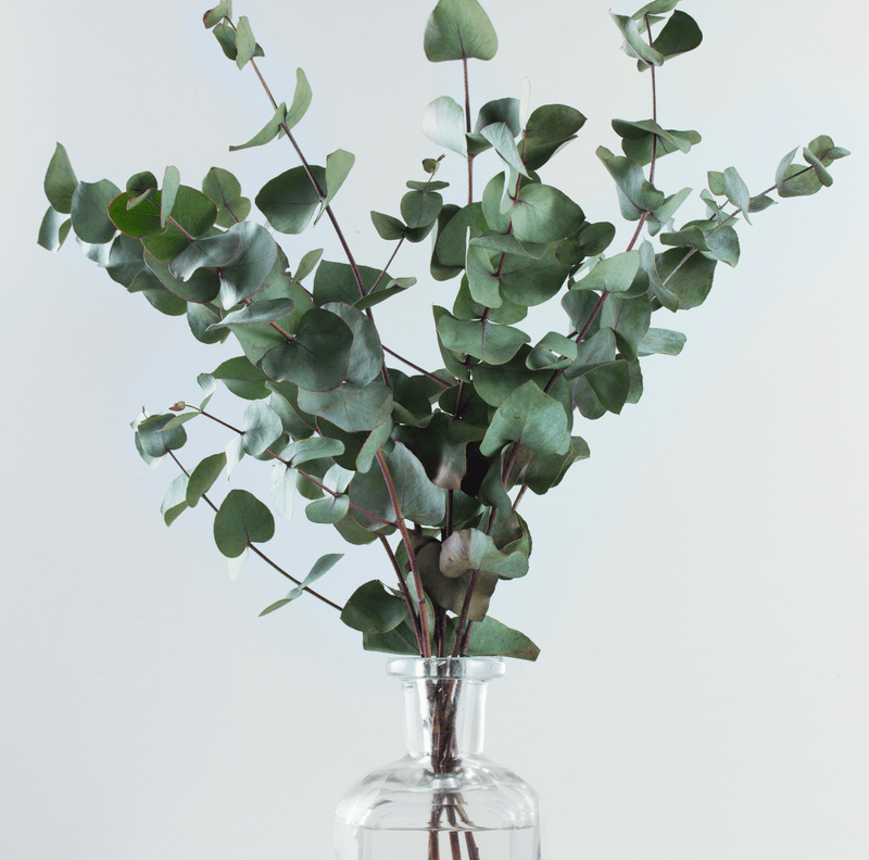 Load image into Gallery viewer, Silver Dollar Eucalyptus – 20 Seeds
