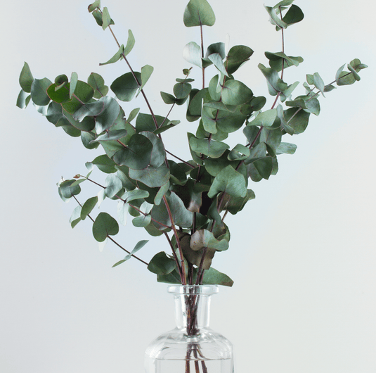 Silver Dollar Eucalyptus – 20 Seeds