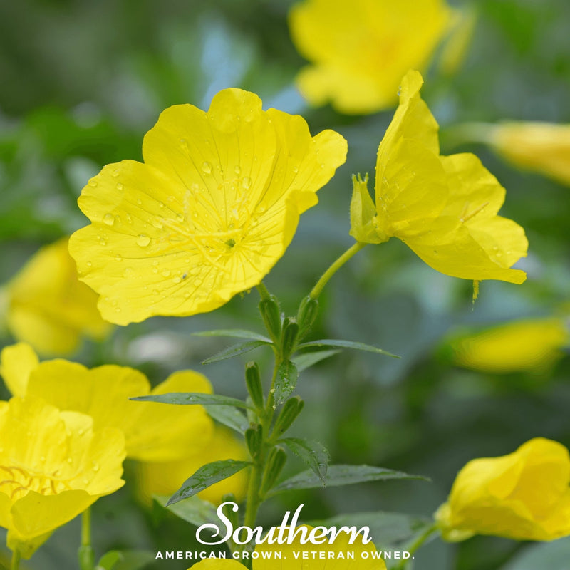 Load image into Gallery viewer, Common Evening Primrose – 100 Seeds

