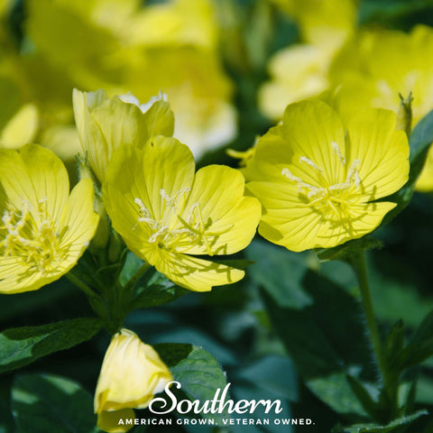 Common Evening Primrose 100 Seeds