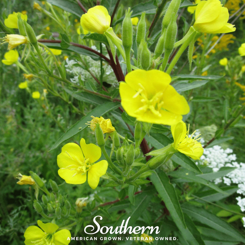 Load image into Gallery viewer, Common Evening Primrose – 100 Seeds
