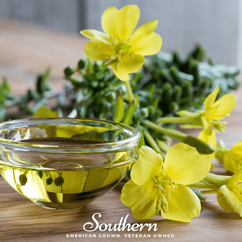 Common Evening Primrose – 100 Seeds, additional product view 2