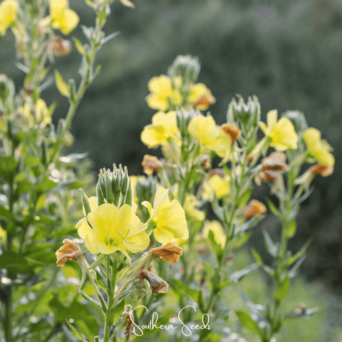 Evening Primrose 100 Seeds