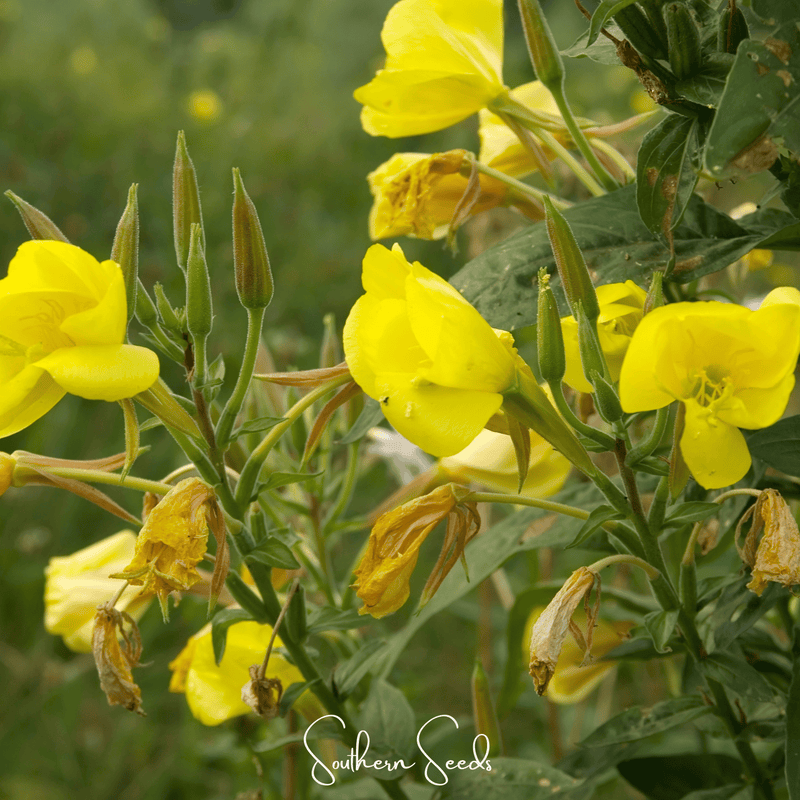 Load image into Gallery viewer, Evening Primrose – 100 Seeds
