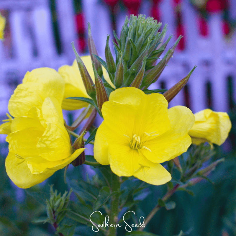 Load image into Gallery viewer, Evening Primrose – 100 Seeds
