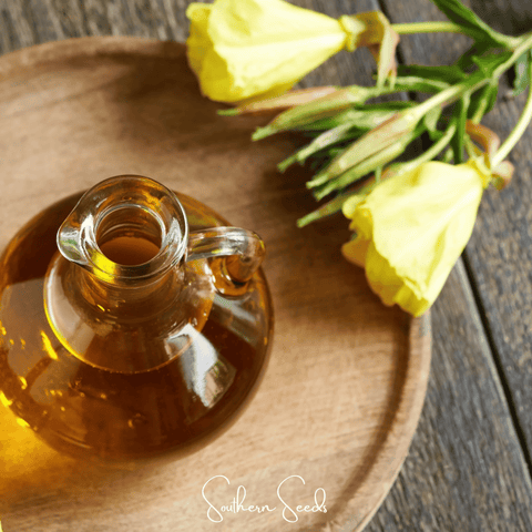 Evening Primrose – 100 Seeds, additional product view 2