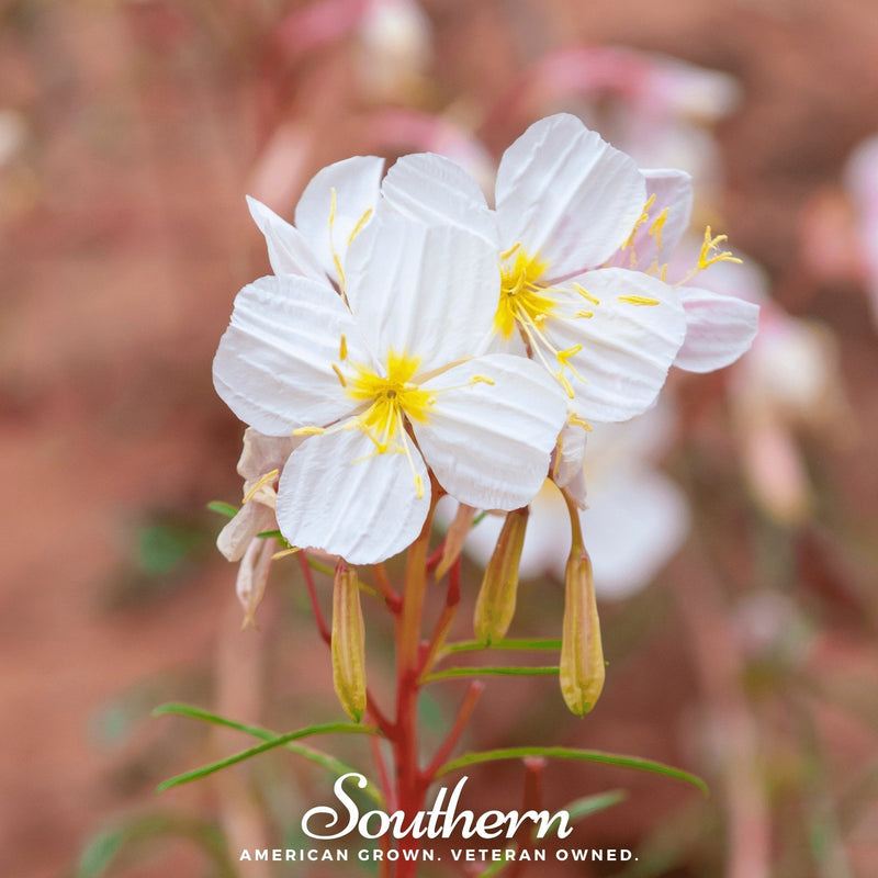 Load image into Gallery viewer, Pale Evening Primrose – 100 Seeds
