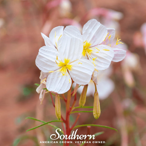 Pale Evening Primrose 100 Seeds