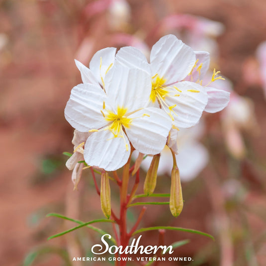 Pale Evening Primrose – 100 Seeds