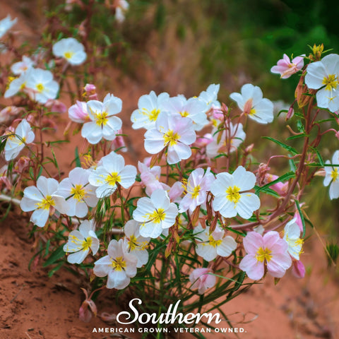 Pale Evening Primrose – 100 Seeds, additional product view 2
