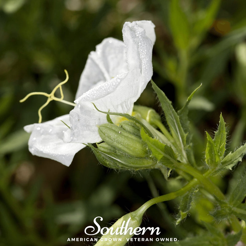 Load image into Gallery viewer, Pale Evening Primrose – 100 Seeds
