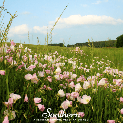 Showy Evening Primrose (Pink Ladies) – 100 Seeds, additional product view 2