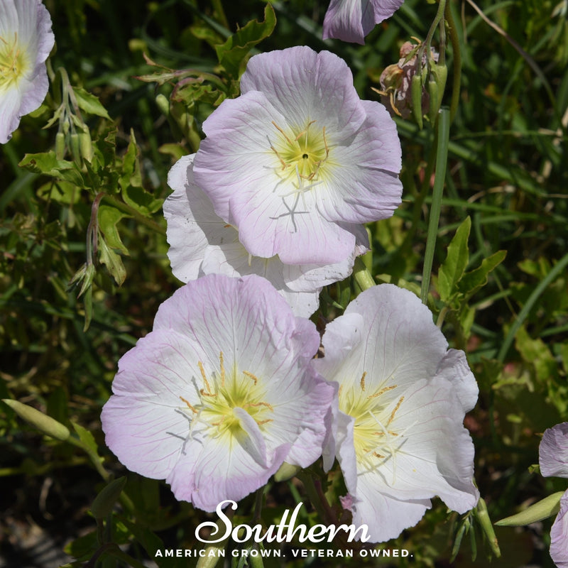 Load image into Gallery viewer, Showy Evening Primrose (Pink Ladies) – 100 Seeds
